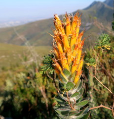 Mimetes pauciflorus