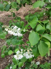 Styrax grandifolius
