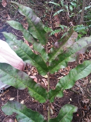 Colea