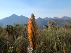 Mimetes pauciflorus