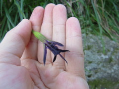 Victor Farjalla Pontes, CC BY, iNaturalist via GBIF Barbacenia purpurea, photograph Victor Farjalla Pontes, CC BY, iNaturalist via GBIF