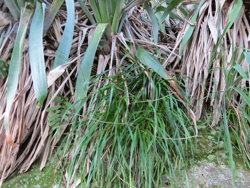 Barbacenia purpurea, photograph 2