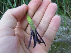 Barbacenia purpurea