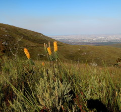 Mimetes pauciflorus