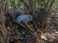 Sciurus carolinensis