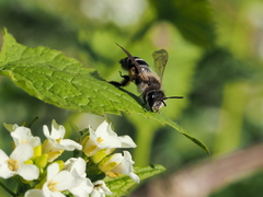 Andrena gravida