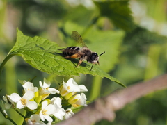 Andrena gravida