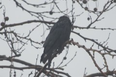 Corvus corone