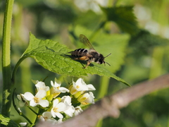 Andrena gravida