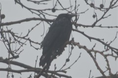 Corvus corone