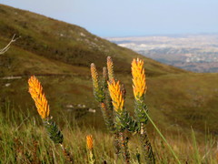 Mimetes pauciflorus