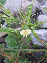 Vicia grandiflora