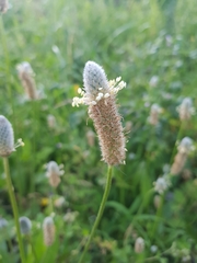 Plantago lagopus