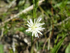 Lactuca inermis