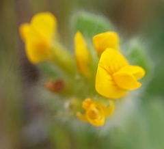 Anthyllis lotoides