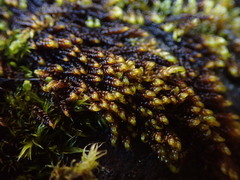 Hypnum dieckii
