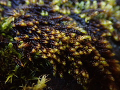 Hypnum dieckii
