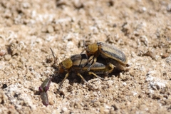 Erynephala puncticollis