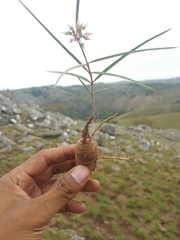 Cynanchum junciforme