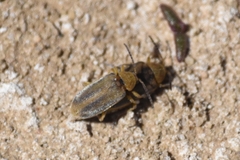 Erynephala puncticollis