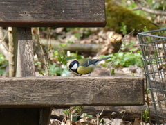Parus major major
