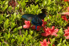 Papilio dehaanii