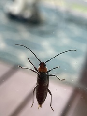 Stenosphenus notatus