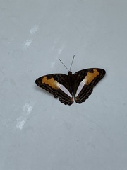 Adelpha cytherea