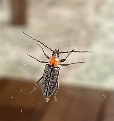 Stenosphenus notatus