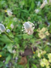 Plantago lagopus