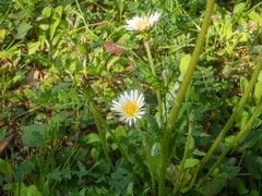 Taraxacum albidum