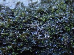 Jungermannia atrovirens
