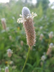 Plantago lagopus