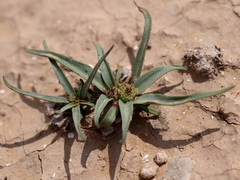 Gymnarrhena micrantha