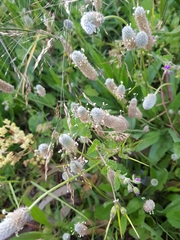 Plantago lagopus