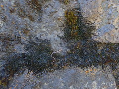 Jungermannia atrovirens