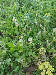 Plantago lagopus