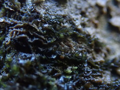 Jungermannia atrovirens