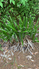 Iris foetidissima