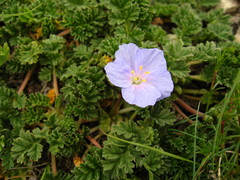 Erodium fumarioides