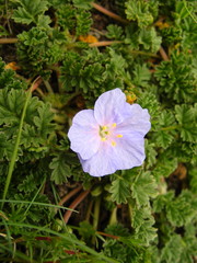 Erodium fumarioides