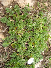 Erodium fumarioides
