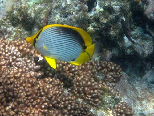 Chaetodon melannotus