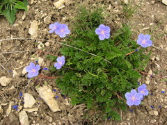 Erodium fumarioides