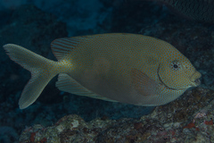 Siganus punctatus