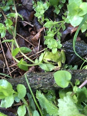 Hyla intermedia perrini