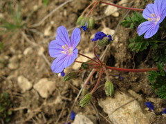Erodium fumarioides