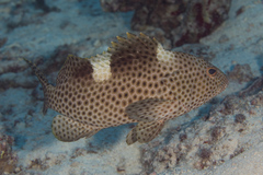 Epinephelus maculatus