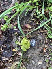 Hyla intermedia perrini