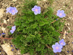 Erodium fumarioides